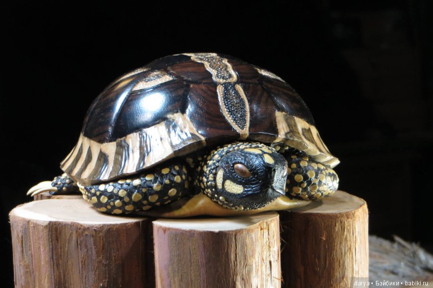 деревянная черепаха для электронных устройств - sauna-ernesto.ru