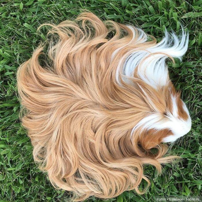 Морские свинки - маленькие модницы (фото 7)