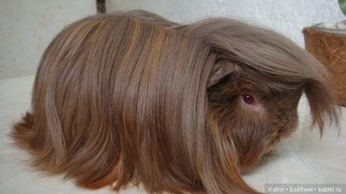 Морские свинки - маленькие модницы (фото 10)