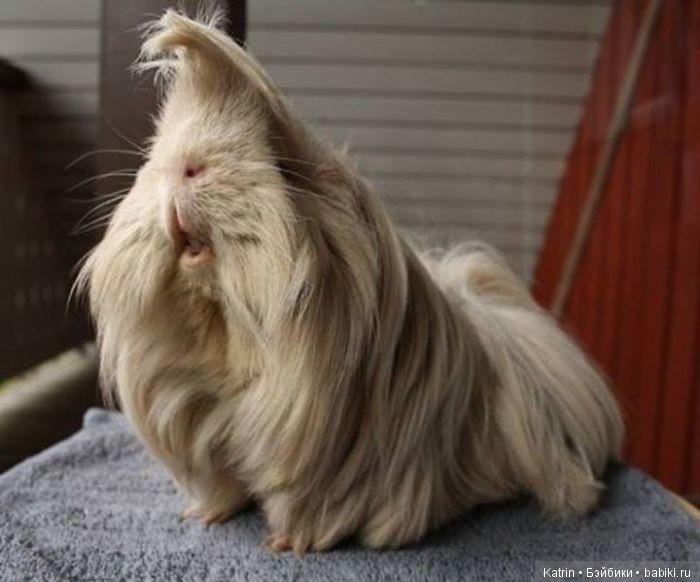 Морские свинки - маленькие модницы (фото 3)