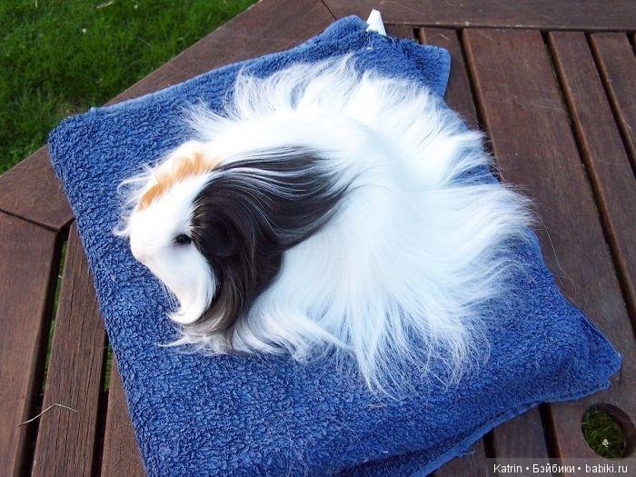 Морские свинки - маленькие модницы