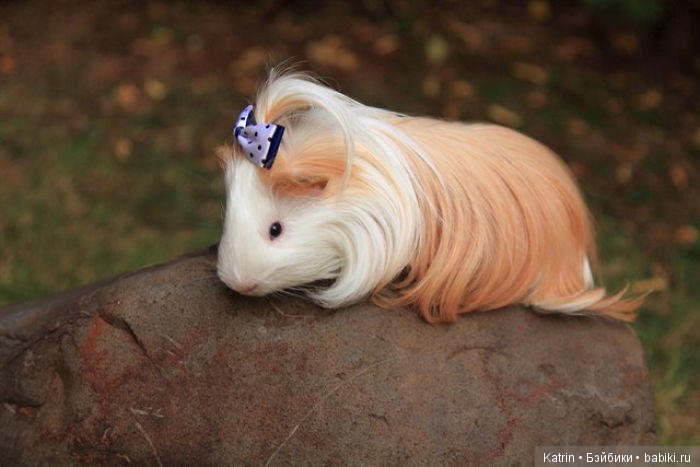 Морские свинки - маленькие модницы (фото 9)