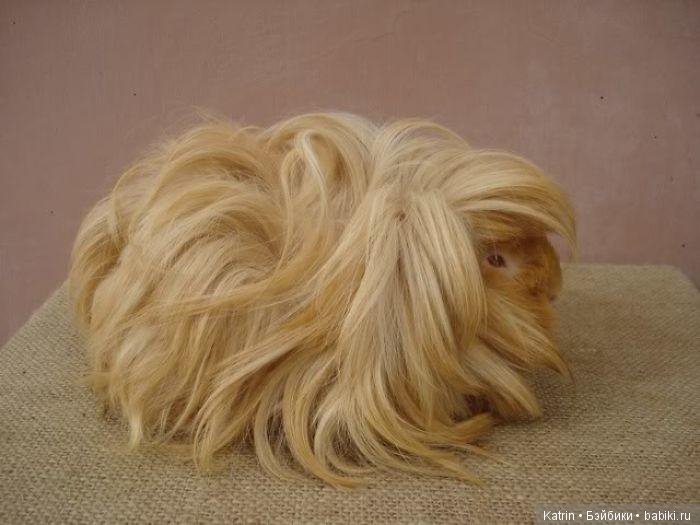 Морские свинки - маленькие модницы