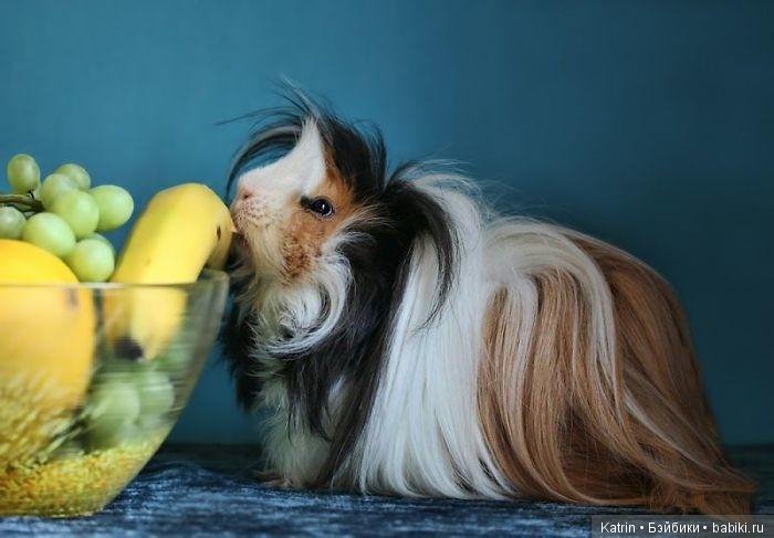 Морские свинки - маленькие модницы (фото 4)