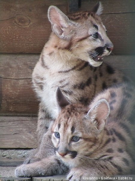 Где обедал воробей — В мире животных: смешные фото питомцев и зверей (фото 4)