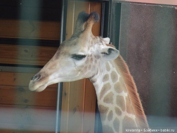 Где обедал воробей — В мире животных: смешные фото питомцев и зверей