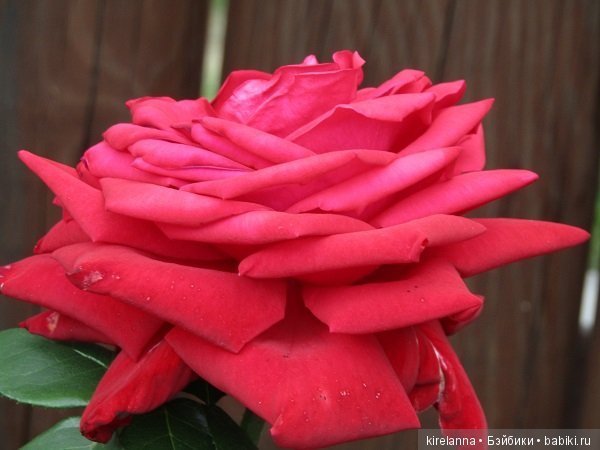 Где обедал воробей — В мире животных: смешные фото питомцев и зверей