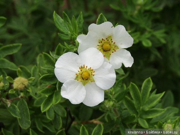 Где обедал воробей — В мире животных: смешные фото питомцев и зверей