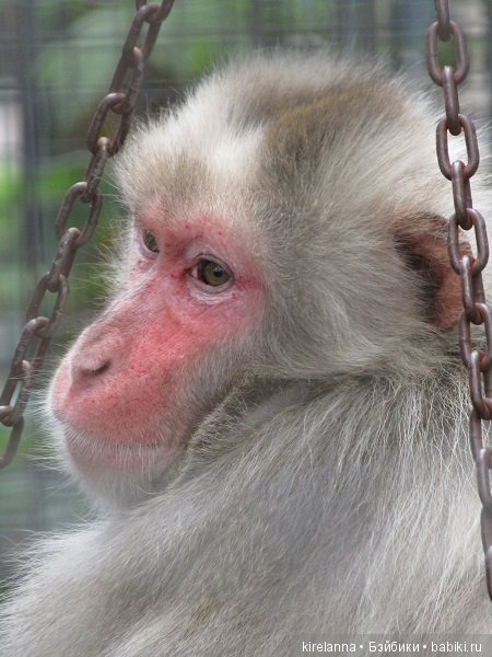 Где обедал воробей — В мире животных: смешные фото питомцев и зверей