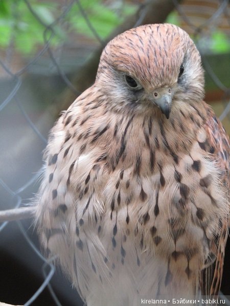 Где обедал воробей — В мире животных: смешные фото питомцев и зверей
