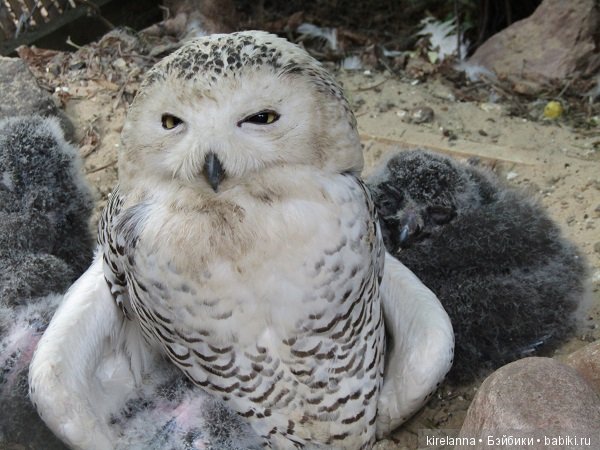 Где обедал воробей — В мире животных: смешные фото питомцев и зверей