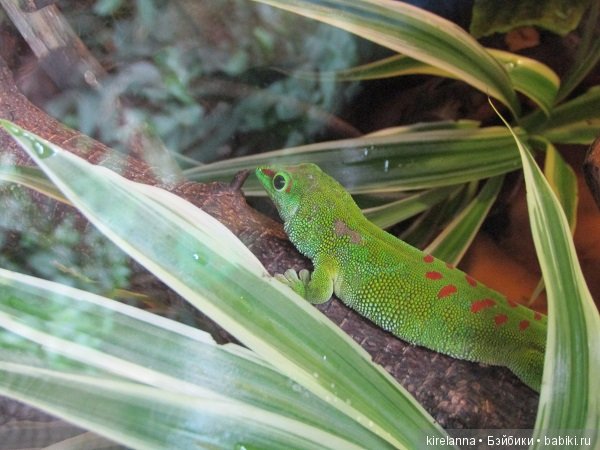 Где обедал воробей — В мире животных: смешные фото питомцев и зверей