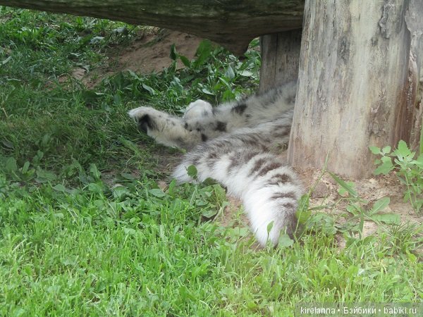 Где обедал воробей — В мире животных: смешные фото питомцев и зверей (фото 2)