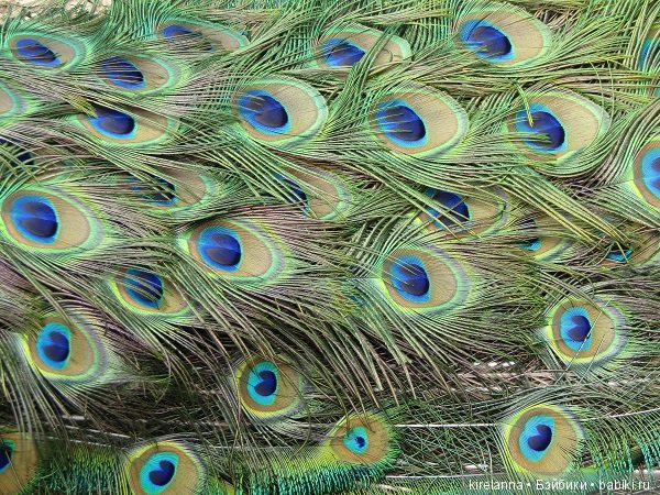 Где обедал воробей — В мире животных: смешные фото питомцев и зверей