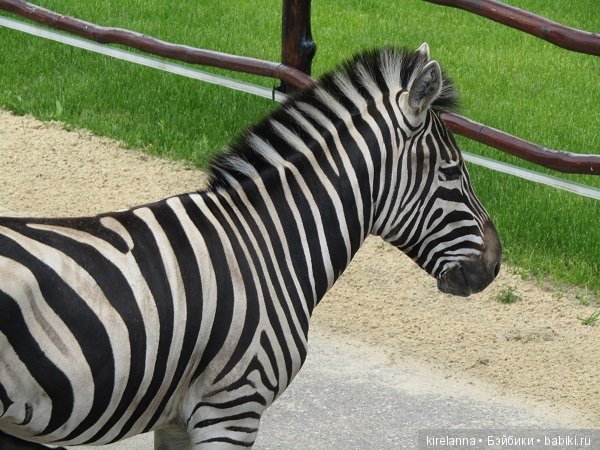 Где обедал воробей — В мире животных: смешные фото питомцев и зверей