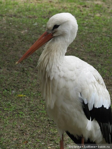Где обедал воробей — В мире животных: смешные фото питомцев и зверей