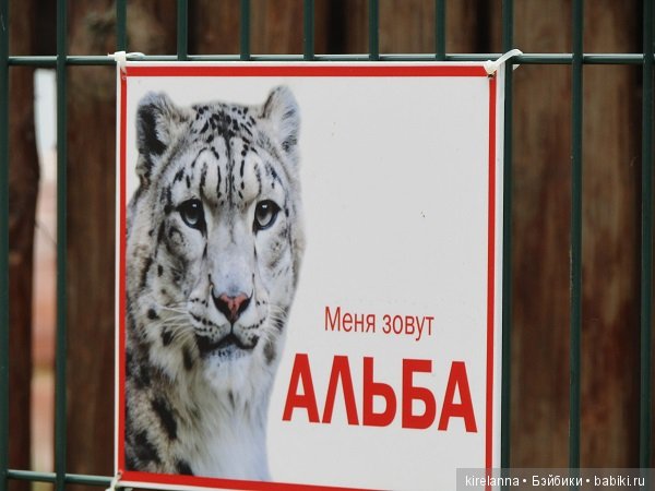 Где обедал воробей — В мире животных: смешные фото питомцев и зверей