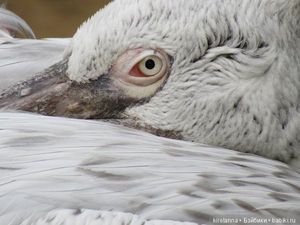 Где обедал воробей — В мире животных: смешные фото питомцев и зверей