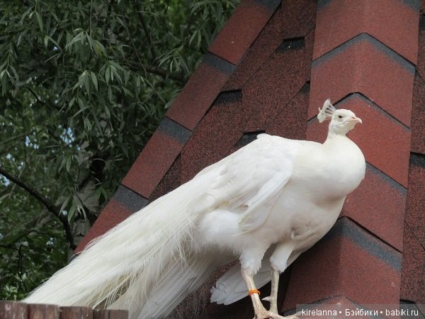Где обедал воробей — В мире животных: смешные фото питомцев и зверей
