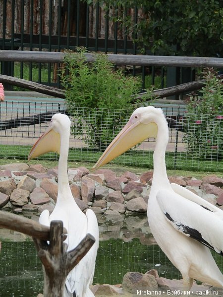 Где обедал воробей — В мире животных: смешные фото питомцев и зверей