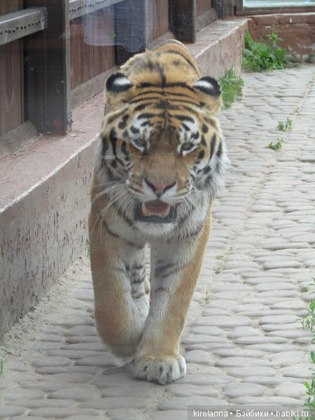 Где обедал воробей — В мире животных: смешные фото питомцев и зверей