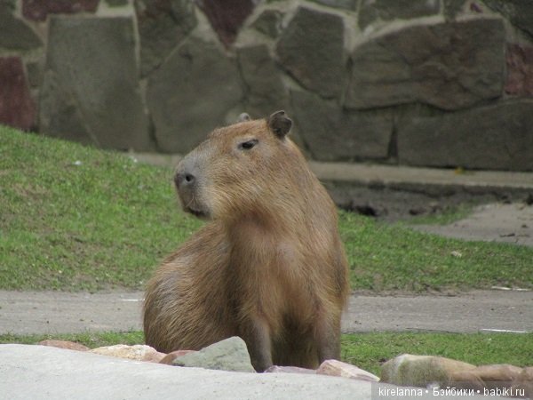 Где обедал воробей — В мире животных: смешные фото питомцев и зверей