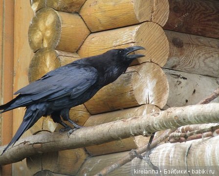 Где обедал воробей — В мире животных: смешные фото питомцев и зверей