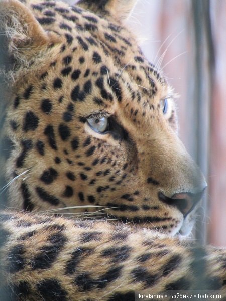 Где обедал воробей — В мире животных: смешные фото питомцев и зверей (фото 8)