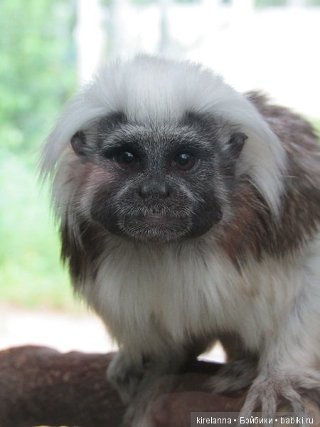 Где обедал воробей — В мире животных: смешные фото питомцев и зверей