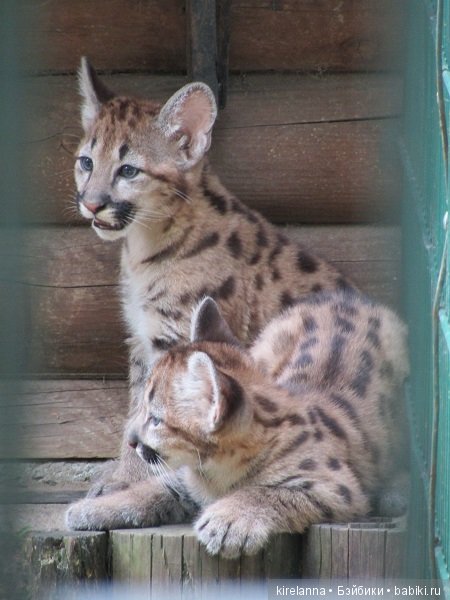 Где обедал воробей — В мире животных: смешные фото питомцев и зверей (фото 3)