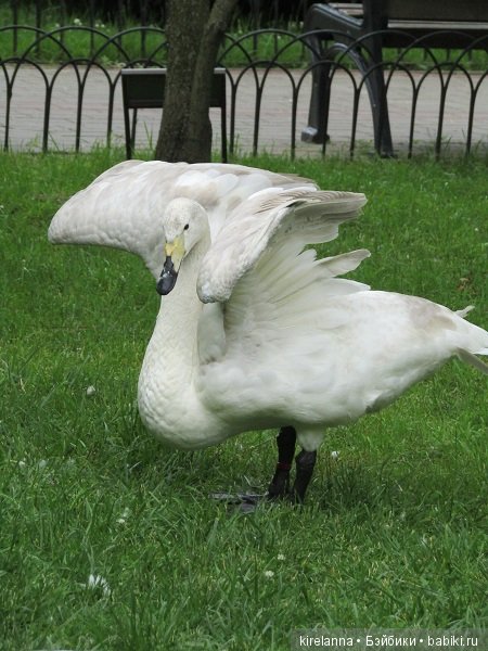 Где обедал воробей — В мире животных: смешные фото питомцев и зверей