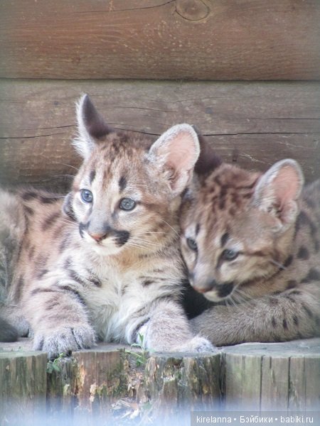 Где обедал воробей — В мире животных: смешные фото питомцев и зверей (фото 5)