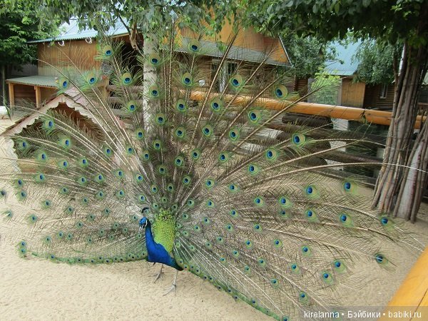 Где обедал воробей — В мире животных: смешные фото питомцев и зверей