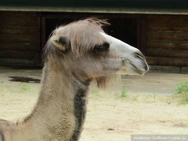 Где обедал воробей — В мире животных: смешные фото питомцев и зверей