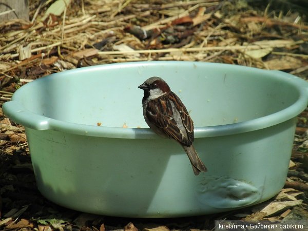 Где обедал воробей — В мире животных: смешные фото питомцев и зверей