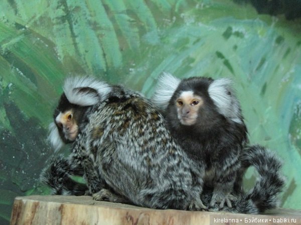 Где обедал воробей — В мире животных: смешные фото питомцев и зверей