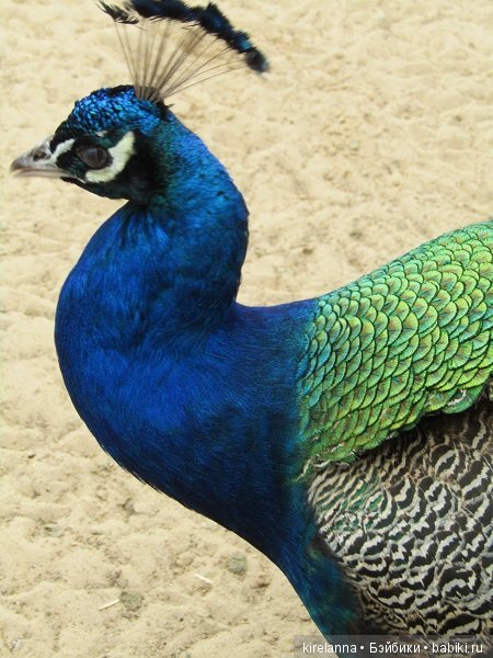 Где обедал воробей — В мире животных: смешные фото питомцев и зверей