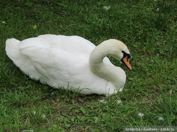 Где обедал воробей — В мире животных: смешные фото питомцев и зверей