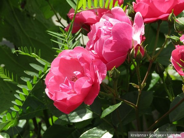 Где обедал воробей — В мире животных: смешные фото питомцев и зверей (фото 9)