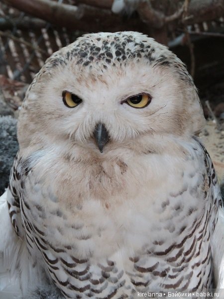 Где обедал воробей — В мире животных: смешные фото питомцев и зверей