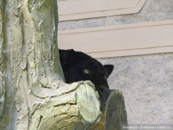 Где обедал воробей — В мире животных: смешные фото питомцев и зверей