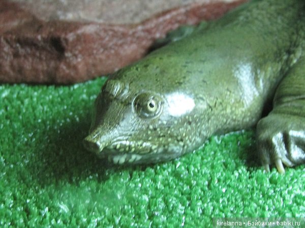 Где обедал воробей — В мире животных: смешные фото питомцев и зверей