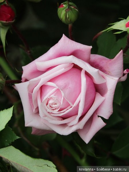 Где обедал воробей — В мире животных: смешные фото питомцев и зверей