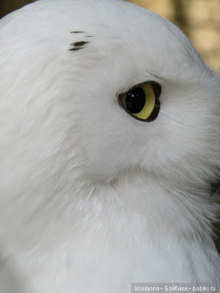 Где обедал воробей — В мире животных: смешные фото питомцев и зверей