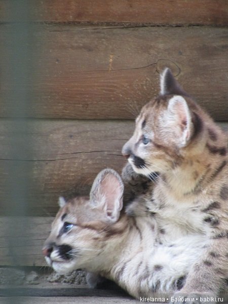 Где обедал воробей — В мире животных: смешные фото питомцев и зверей (фото 6)