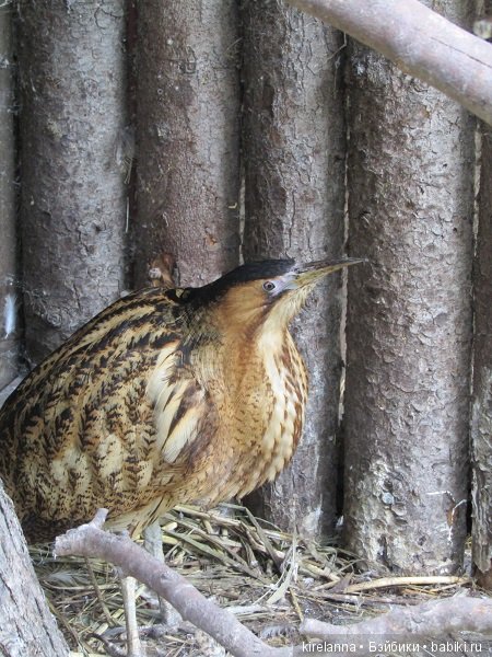 Где обедал воробей — В мире животных: смешные фото питомцев и зверей (фото 10)