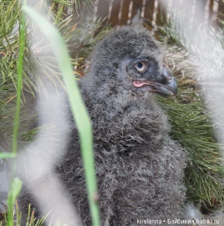Где обедал воробей — В мире животных: смешные фото питомцев и зверей