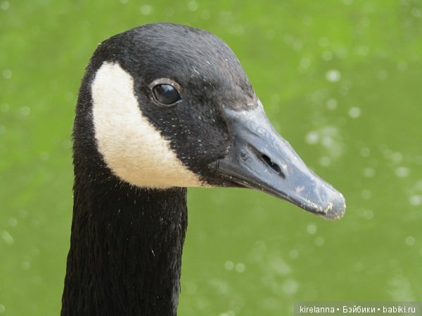 Где обедал воробей — В мире животных: смешные фото питомцев и зверей