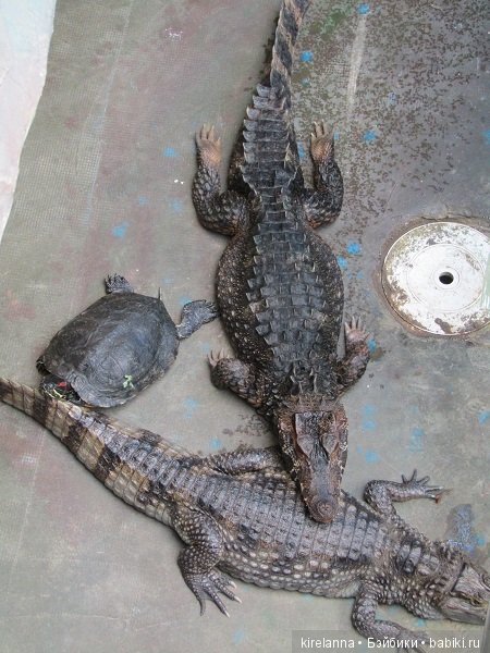 Где обедал воробей — В мире животных: смешные фото питомцев и зверей