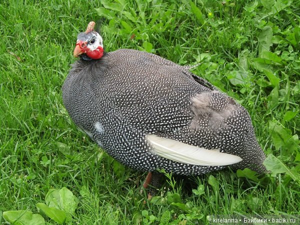 Где обедал воробей — В мире животных: смешные фото питомцев и зверей